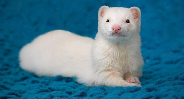 Typy barev domácích fretek a jak vypadají, popis 7 nejlepších plemen